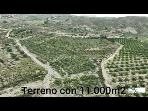 Extensa Finca de Olivos con Proyecto de Vivienda en Cañada del Rey